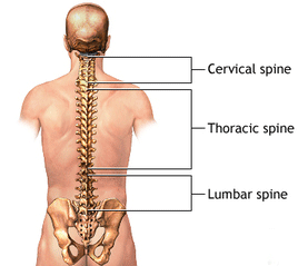 back anatomy