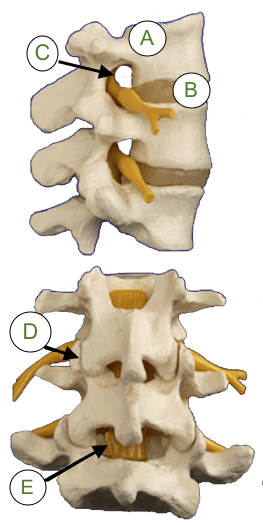 anatomy of the spine