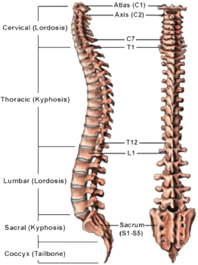 Regions of the spine - Complete Spine and Pain Care