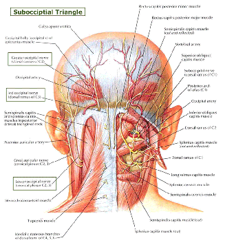 Occipital Nerve Blocks Complete Spine And Pain Care